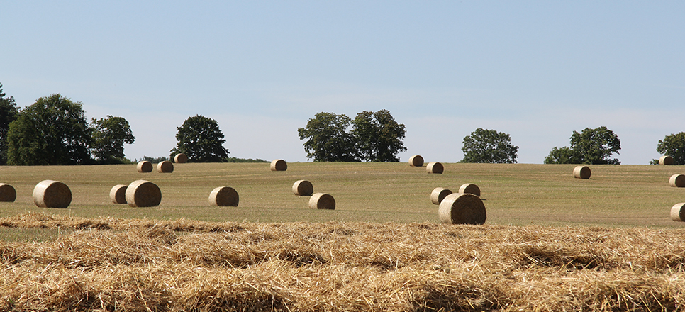 Strohballen auf einem Feld