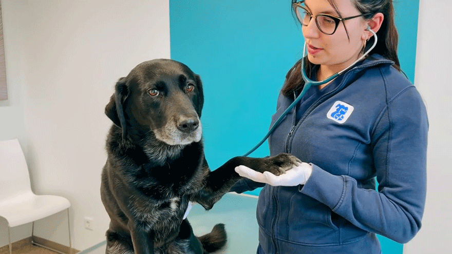Hund in Tierklinik. Tierärztin hält ihm die Pfote.