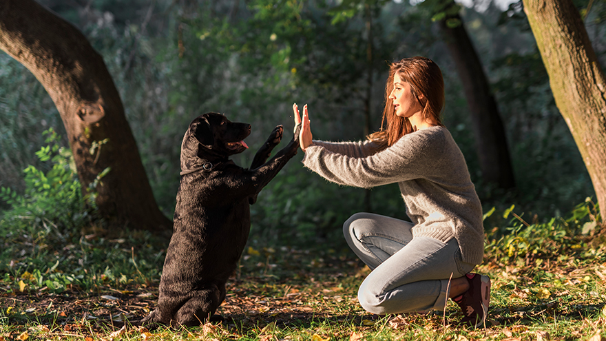 Hudn, der seine Halterin "Hi Five" mit der Pfote im Park gibt.